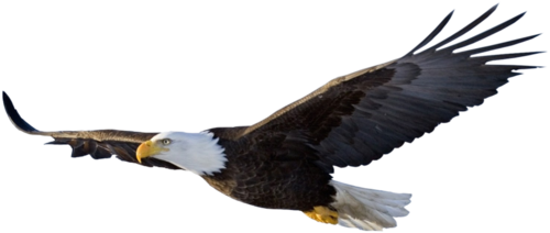 eagle_wings.png