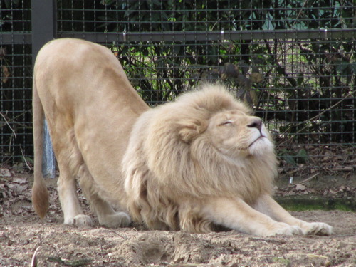lion_stretching_at_ouwehands_2010.jpg